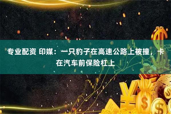 专业配资 印媒：一只豹子在高速公路上被撞，卡在汽车前保险杠上